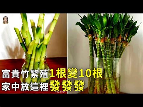 富貴竹開花風水|開運富貴竹風水指南：如何選擇數量？避免這6個禁忌，提升家庭。